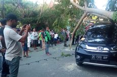 Angin Kencang di Ambon Sebabkan Pohon Tumbang, Timpa Mobil dan Sepeda Motor