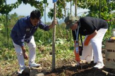 Kala Para Duta Besar Luar Negeri Nikmati Keindahan sembari Tanam Pohon di Parapuar Labuan Bajo 