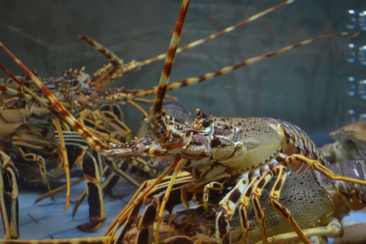 NTB menjadi daerah penghasil lobster terbesar di Indonesia.
