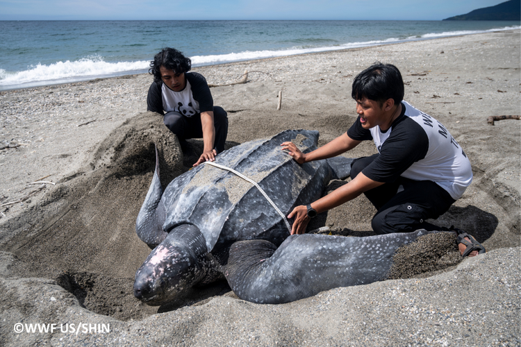 Penyu belimbing di pantai. 