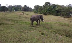 Setop Pembunuhan Gajah, Tindak Kejahatan Terhadap Satwa