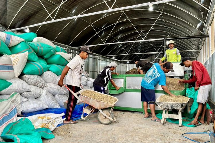 Kegiatan mengolah komoditas kopi oleh KDKMP Sidomulyo Jember