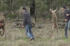 Demi Selamatkan Anjingnya, Pria Ini Berkelahi Melawan Kanguru