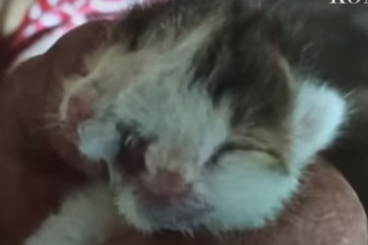 Tak seperti kucing pada umumnya, bayi kucing yang lahir pada 15 Juni dan diberi nama Juni ini memiliki dua wajah, tiga mata, dua hidung dan telinga, dan hanya satu mulut.