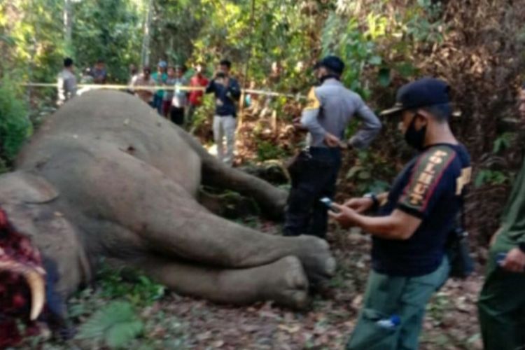 Bangkai gajah sumatera yang ditemukan dalam kondisi belalai terpotong di wilayah Kelurahan Kelayang, Kecamatan Kelayang, Kabupaten Inhu, Riau, Rabu (15/4/2020).