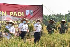 Wagub DKI dan Jajaran TNI Panen Padi di Lanud Halim Perdanakusuma