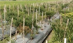 Ini Alasan Petani di Sragen Bagi-bagi Cabai