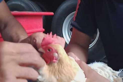 Damkar Yogyakarta Operasi Tembolok Ayam Keluarkan Mata Pancing yang Tertelan