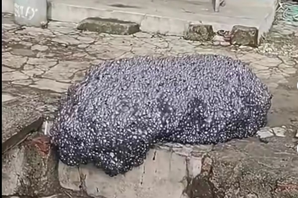 Buih hitam yang kini menghantui masyarakat