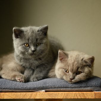 Kucing British shorthair