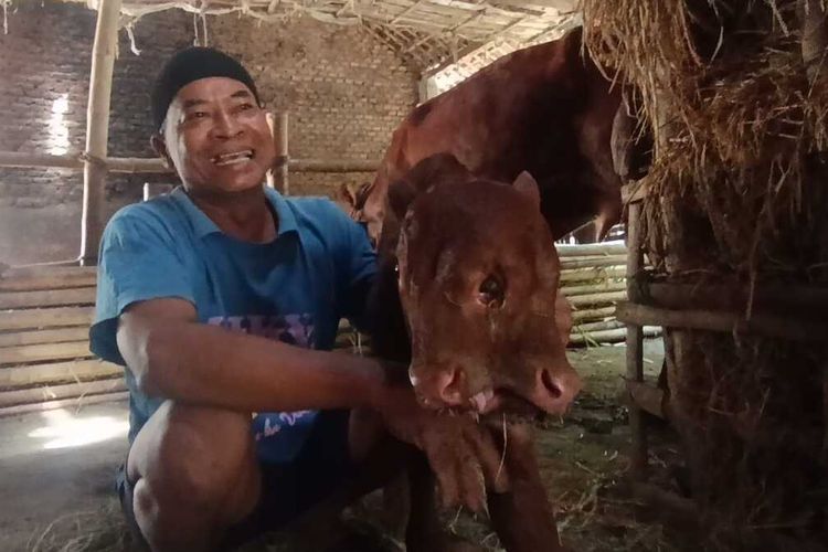 Pedet Bermata Tiga dan Bermulut Dua Lahir di Magetan