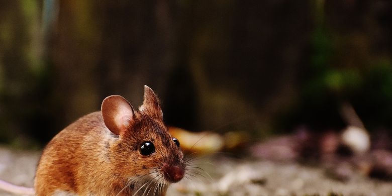 Cara Membasmi Tikus Tanpa Racun Halaman All Kompas Com Cara Membasmi Tikus Tanpa Racun Halaman All Kompas Com