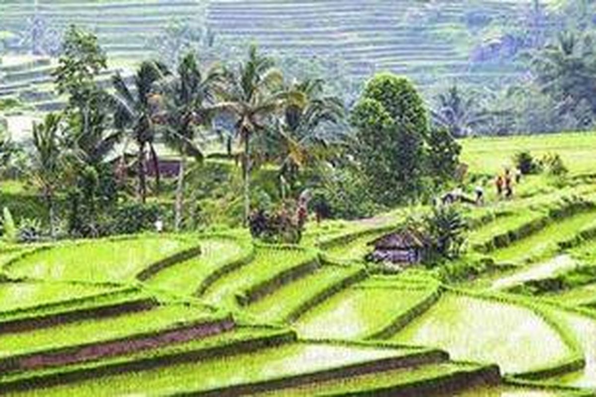 Sistem pengairan subak dan terasering serta pupuk organik dari kotoran hewan diterapkan di Desa Jatiluwih, Kecamatan Penebel, Kabupaten Tabanan, Bali, Rabu (2/2/2011).