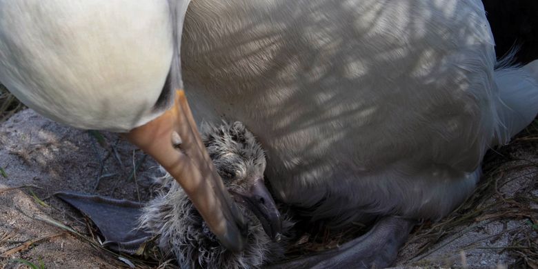 The oldest bird in the world, Wisdom, hatches an egg at the age of 70