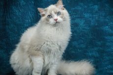 5 Fakta Unik Kucing Ragdoll yang Perlu Diketahui