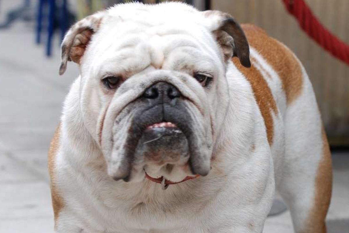 anjing english Bulldog modern