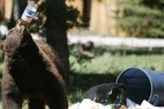 Siswa Sekolah Suka Tabok Pantat Beruang