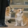 Corgi Kesayangan Setia Temani Ratu Elizabeth hingga Perjalanan Akhir