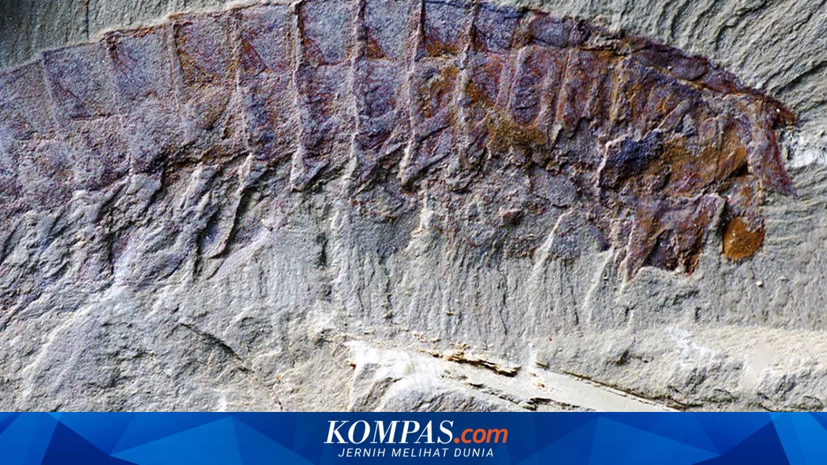 Unveiling 518 Million-Year-Old Fossil: The Secret to Spider Evolution