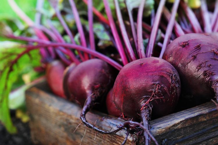 Bit adalah sayuran akar ungu dan merupakan salah satu makanan yang mengandung karbohidrat tinggi.