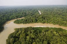 Setahun Terakhir, 1,3 Juta Hektar Hutan Hujan Amazon Lenyap