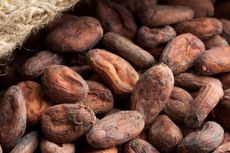 Indonesia Penghasil Cokelat Berkualitas Tinggi di Dunia