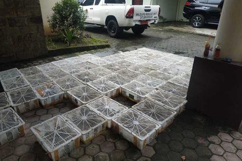 Penyelundupan 2.300 Ekor Burung Ciblek dan Gelatik Batu dari Medan ke Yogyakarta Digagalkan