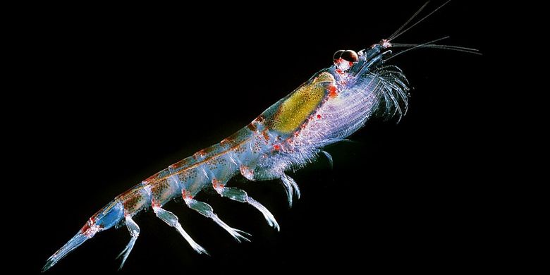 Krill Antartika (Euphausia superba), merupakan udang kecil berukuran 8 sampai 60 mm. Mereka biasanya ditemukan pada grup besar, dengan lebih dari 10.000 krill per meter kubik dan menjadi pangan penting bagi banyak hewan termasuk burung, paus, cumi-cumi dan hiu paus. 