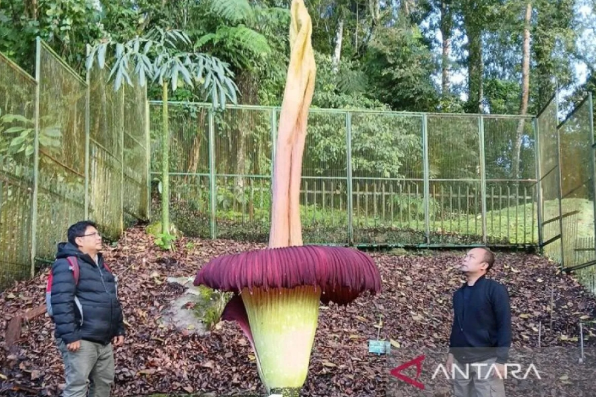 Sebuah indukan bunga bangkai berusia tiga dekade dengan nomor koleksi 28, mekar sempurna setinggi 3,4 meter di Kebun Raya Cibodas, Kabupaten Cianjur, Provinsi Jawa Barat.