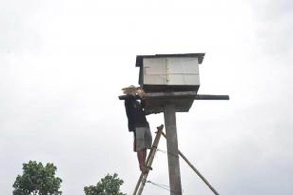 Seorang petugas sedang memeriksa gupon atau kandang burung hantu di sebuah areal persawahan di Banyubiru, Kabupaten Semarang.
