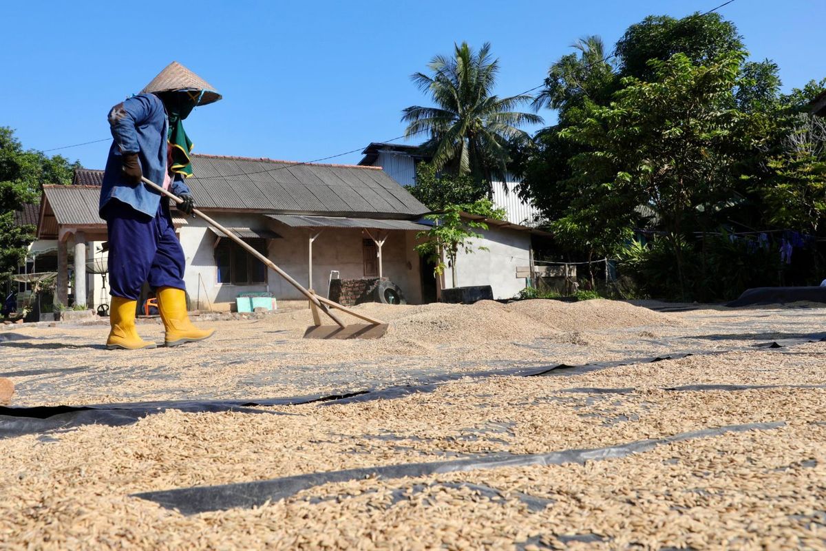 Petani Desa Rias Bangka Selatan menjemur padi hasil panen November 2025