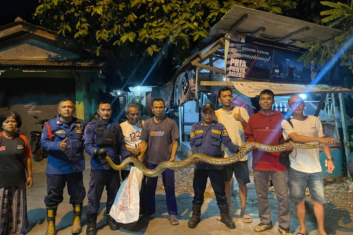 JAT - Proses evakuasi ular sepanjang 3,5 meter yang berhasil di evakuasi oleh Dinas Pemadam Kebakaran (Damkar) Kota Bekasi pada Selasa (26/4/2022) malam. Evakuasi ular tersebut diketahui berdasarkan laporan warga mengenai dua ekor bebek yang hilang secara misterius. (KOMPAS.com/Dokumentasi Damkar Kota Bekasi) 