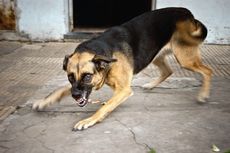 Cermati, Tanda-tanda Anjing akan Menggigit