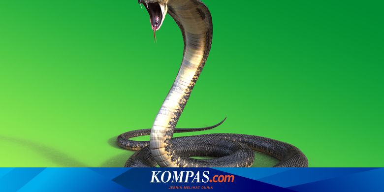 Usir Ular Dengan Garam Ini Mitos Atau Fakta Halaman All Kompas Com Usir Ular Dengan Garam Ini Mitos Atau Fakta Halaman All Kompas Com