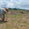 Derita Petani Simalungun Gagal Panen karena Hama Tikus dan Kekeringan