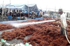 500 Hektar Tambak Terbengkalai di Nunukan Ditanami Rumput Laut