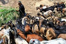 Warga Diimbau Tidak Bungkus Daging Kurban Pakai Kantung Plasik Hitam 