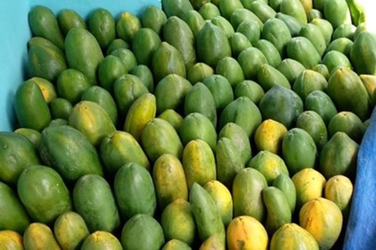 Petani pepaya asal Jember berhasil memperluas usaha berkat pinjaman KECE BRI dan mendapatkan omzet hingga Rp 36 juta per bulan. 
