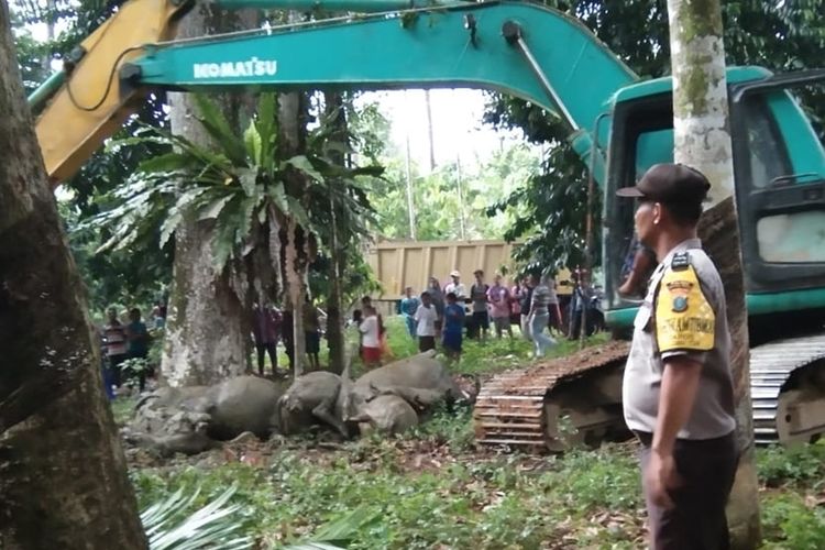 Sebanyak 19 ekor kerbau yang mati akibat disambar petir diangkat menggunakan alat berat dan dikubur dalam satu lubang di Desa Sawo Lamo yang tidak jauh dari lokasi kejadian di Desa Uratan, Andam Dewi, Tapanuli Tengah, Selasa (20/8//2019) sore.