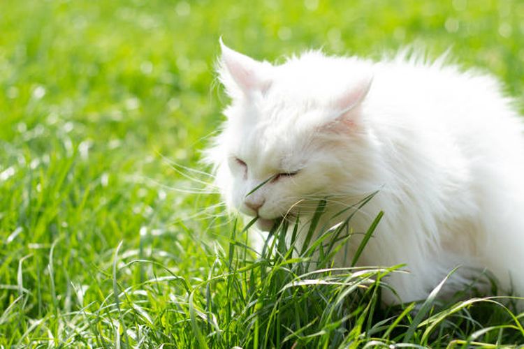 Ilustrasi kucing makan rumput.
