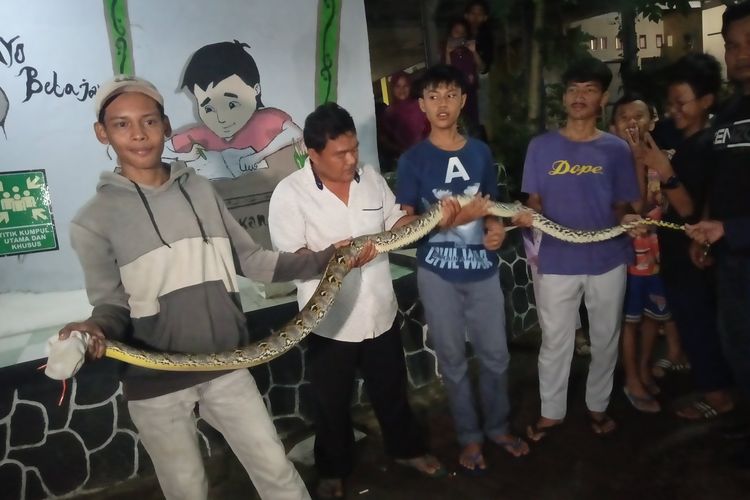Penemuan ular sanca di Kampung Mampangan Kecamatan Beji, Depok