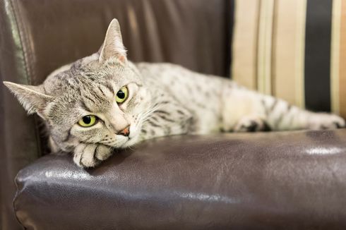 10 Tanda Kucing Akan Mati yang Perlu Dicermati