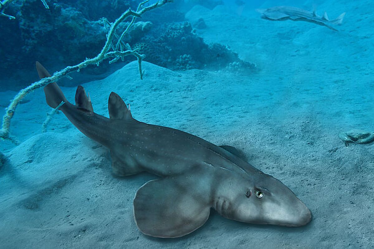 Rekonstruksi perairan purba paleore Kepulauan Solnhofen 150 juta tahun lalu menunjukkan Protospinax annectans, ikan bertulang rawan purba dari era Jurrasic Akhir. Studi ini mengungkap sejarah evolusi hiu dan ikan pari.