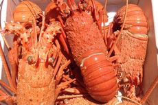 Sengketa Dagang Makin Panas, Lobster Australia Pun Ditahan Masuk oleh China