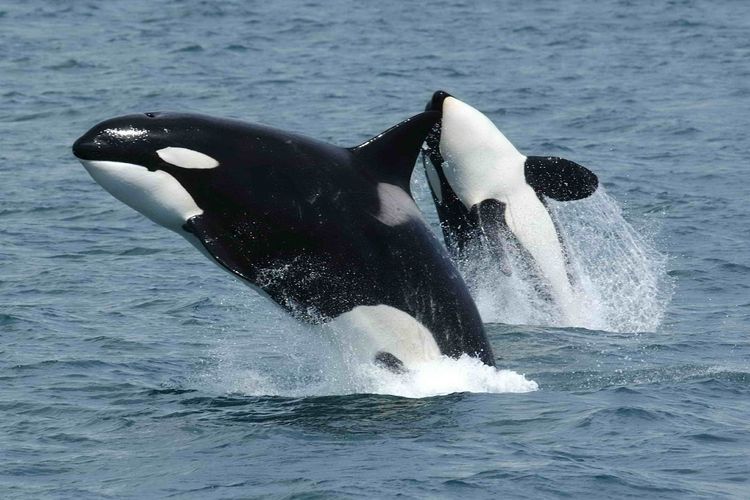 Fakta Orca, Mengapa Disebut Paus Pembunuh?