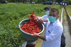 Kisah Sukses Petani Cabai di Sidodadi Ramunia, Panen 25 Ton Per Hektar meski Cuaca Tak Menentu