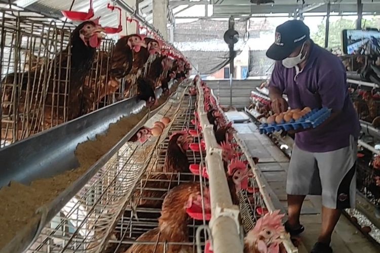 Harga Telur Anjlok dan Pakan Melambung, Peternak Ayam Rumahan di Demak Menjerit Hanya Bisa Bertahan