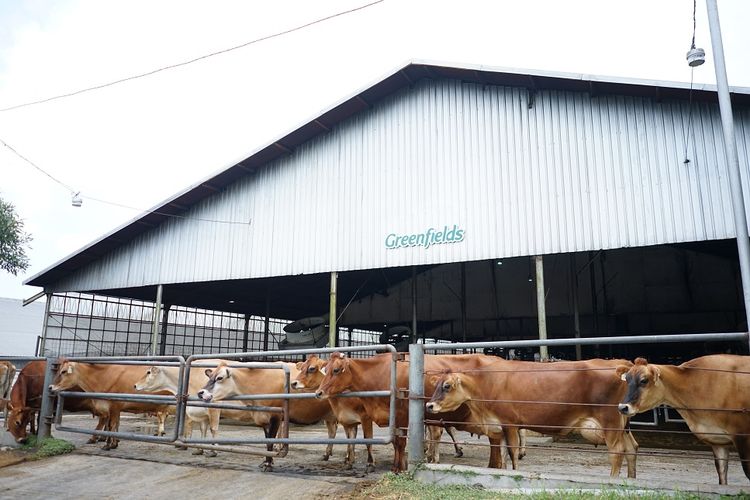Peternakan sapi perah Greenfields Indonesia di dataran tinggi Malang.