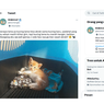 Mengapa Kucing Lama Sulit Akur dengan Kucing Baru?