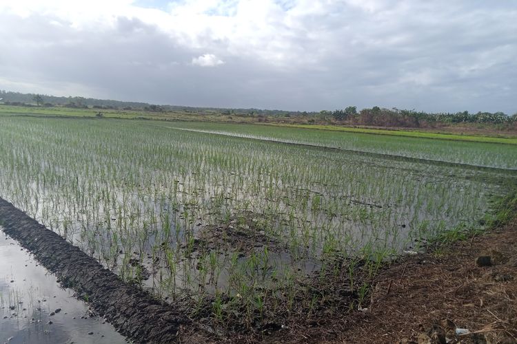 Salah satu lahan hasil program Optimasi Lahan (Opla) Rawa yang sudah dilakukan oleh Kementan di Distrik Tanah Miring, Kampung Nggutibob, Kabupaten Merauke pada 2023.
